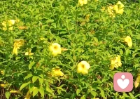 睡覺的重要性，睡覺可以提高免疫力配圖