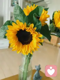 這是一個網友的圖片。我曾經在家鄉見過一大片向日葵，那個時候不覺得美。現在覺得美是因為很少見到，二是被拍的美，三自己開始熱愛生活了。配圖