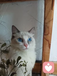 有來訪經(jīng)常問咨詢師能否幫ta實現(xiàn)某個幻想的愿望，ta會一直尋找直到實現(xiàn)為止。有些幻想是咨詢師不能幫來訪實現(xiàn)的，這樣沒有幫助配圖