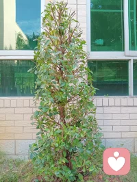 我勞動(dòng)我光榮，給樹(shù)澆水配圖