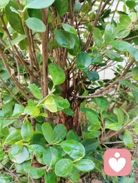 我勞動(dòng)我光榮，給樹(shù)澆水配圖