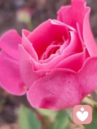 心理咨詢就是要激活來訪的自愈力，以共情為基礎，以賞識為杠桿，讓來訪在舒服的感受中獲得能量配圖