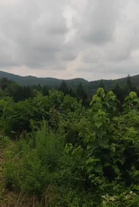 我問佛：
兩個沒結果的人，為什么要相遇？
佛說：
“你怎知今生的相遇，不是為了彌補曾經的遺憾。說不定今生的相遇，是你前世磕破頭求來的。無論你遇見誰，他都是你生命中該遇見的人，相遇即是緣，不是恩賜，就是劫。
緣分到了，就得到。
緣分盡了，就失去。
陪伴是在還債，離開是已還清。
你唯一能做的就是：擁有時真心相待，失去時坦然相送。”配圖