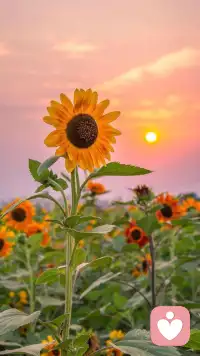 中年夫妻忽然提離婚，用關(guān)系視角看透感情問題，重獲幸福——


我遇到的一個(gè)案例，兩夫妻從大學(xué)開始談戀愛，到現(xiàn)在15年，兒子也上初中了。這時(shí)，丈夫突然就提出了要離婚——他說他受夠了。而妻子則完全理解不了為什么，這么多年日子過得好好的，也不怎么吵架，雖然有時(shí)候會(huì)冷戰(zhàn)，但過去了也就好了。


而在做婚姻咨詢的時(shí)候，丈夫說出了真心話。


他覺得這么多年，怎么努力也沒有得到過妻子的認(rèn)可，經(jīng)常會(huì)抱怨他不顧家，不重視她，可他覺得自己已經(jīng)盡力了。


幾年前，他從單位辭職出去創(chuàng)業(yè)，公司一路發(fā)展，他成了CEO，每天壓力都特別特別大，看問題的眼光也變得和以前不同，而妻子還是那個(gè)樣子，會(huì)為了很小的事情和他計(jì)較，也不能分擔(dān)他的壓力。


而妻子也很委屈。


她覺得丈夫的重心一直是在事業(yè)上的，從來就沒有那么在乎過她，以前還出過軌，她也不能確定丈夫的忙是又出軌了，還是真的忙。


所以她不去抱怨，生氣的話，心里特別不舒服。有時(shí)候會(huì)用冷暴力對待丈夫，有時(shí)候會(huì)和他吵架，但到最后總是某個(gè)人先來和好，事情就不了了之了。


這樣的婚姻，潛在的危機(jī)，就是兩個(gè)人無法同頻溝通。


而導(dǎo)致一方提離婚的導(dǎo)火索，就是短時(shí)間過大的壓力。


人在面對壓力的時(shí)候，所有的心理能量都用來應(yīng)對壓力，在其他事情上意志力就變得特別低。比如，如果一個(gè)人天天加班，凌晨下班，早上8點(diǎn)又上班了，他很可能就沒辦法堅(jiān)持健康飲食，或者特別想要沖動(dòng)消費(fèi)，來減輕壓力。


?


所以在這段婚姻里，兩個(gè)人的視角是這樣的：


丈夫覺得，不說話是不想和你吵架，怕把情緒傳染給你，因?yàn)楝F(xiàn)在的他沒有心理能量去應(yīng)對你的情感需求。


而妻子覺得，他不理自己，就是一心做事業(yè)，把自己放到末尾，擔(dān)心如果自己不去指責(zé)抱怨他，他以后就習(xí)慣了這樣，不會(huì)再重視自己。


于是丈夫感到不被妻子理解，他覺得妻子無法走進(jìn)他的情緒，不能共情他，而且在這么多年的成長里，他已經(jīng)走了很遠(yuǎn)，而妻子還停留在原地，不能理解他的想法了。配圖