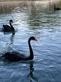 ...配圖