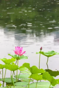 楊絳先生曾經寫道：如果你很喜歡很喜歡一個人，那么請你保持朋友的距離，這樣，一輩子都不會失去，千萬不要奢望靠近。人呀，一旦有了貪念，就注定要失去。有些風景只能喜歡卻不能收藏，就像有些人，只適合遇見卻不適合牽手。配圖