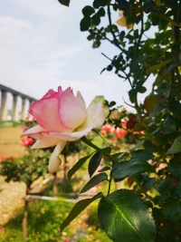 的强化中，感受内心逐渐归于平静。
并且注意潜意识运行规律与沟通技巧：
潜意识具有独特的运行机制，其中一个重要规律是不接受否定指令。当我们对孩子说“别紧张”时，潜意识无法识别“别”这个否定词，反而会强化“紧张”的概念；
而要说“放轻松”，则直接向潜意识传递正面指令，更易引导身体和情绪进入放松状态。因此，无论是家长日常沟通，还是运用催眠技术引导时，都应避免使用否定性语言，改用积极正向的表达。
家长想要稳定自身情绪，还可以尝试：
【觉察与接纳】
意识到自己的焦虑情绪，接纳它的存在，不抗拒、不批判，告诉自己在这种情境下感到焦虑是正常的。
【转移注意力】
适当安排自己的工作、兴趣活动，如读书、运动、听音乐，避免将全部注意力聚焦在孩子高考上。
【建立积极认知】
改变对高考的看法，认识到高考只是人生中的一个阶段，不是决定命运的唯一因素，降低对结果的过度担忧。同时，时刻提醒自己用正向语言与孩子沟通，比如将“别马虎”换成“认真审题，你一定能注意到细节”。
告诉孩子紧张焦虑是正常的，很多孩子都会这样。让孩子感觉被认可、理解和接纳。
当家长像一个结实的容器，就可以稳稳地托住孩子。当家长通过祈祷将焦虑转化为祝福，用正向语言沟通，并以平和、稳定的状态，用微笑、鼓励的眼神给予支持时，孩子也能在家庭氛围中感受到放松，更从容地面对高考挑战。
祝所有考生和家长都能够稳定心态，发挥最大潜能，考出最好水平。

签协议一对一催眠提分签订协议有以下三种方式，包括对家长和学生：1、中高考较长程提分提分基准：以初/高二期中和期末考试成绩，初/高三寒假开学摸底考试，三次平均成绩为基准，以中/高考分为最终结果。2、高考短期提分提分基准：以全省组织的高考一模、二模、三模平均成绩为基准，以高考分为最终结果。3、超短期提分考前一天至半个月均可，哪怕只做一次都有效。目前，催眠助力中高考提分正在火热预约中！时间以孩子作息为准。我们郑重承诺：做催眠，必提分；不提分，必退费；线上线下均可，哪怕一次也有效！相信每一位中高考学子，都能不负努力，不畏考验，在人生新的旅程中扬帆远航，驶向成功的彼岸！
      
线上催眠提分准备事宜：
1、一小时安静不被打扰的空间和时间；
2、手机固定在架子上，调整到上半身在视频范围内；
3、舒服的坐着或半躺着，让后背和头部有所倚靠；
4、手机：电量足够；网络通畅