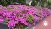 倾情陪伴，彼此疗愈。在对的时间里，遇见花开，遇见改变，也愉快美好配图