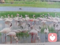 戀愛要先了解對方的成長經歷
     現實生活中沒有悟空，再有能耐的人，也不是從石頭縫里蹦出來的，遇到那種不顯露家庭背景的人，要小心接觸。
    每個人都有來歷的，想認識一個人，一定要了解他的過去，知道一個人的過去就可以知道他的現在，知道一個人的過去和現在，才能預測他的未來，現在很多年輕人談戀愛不問來歷，只憑感覺兩人初次見面，四目相對，匆匆結婚，剛過兩年，情感冷卻不再喜歡，最后離婚。
     想了解一個人的心理，還有一個簡單的辦法，就是讓他聊聊自己家庭的故事，你可以跟他說，跟我說說你家的事情吧，你爸媽是干什么的？你小時候有什么印象深刻的事情嗎？
     有的人可能會謊報身世，比如說自己是孤兒，那么你就可以問他，那你是怎么長大的？你能帶我去看看你住過的地方嗎？對你最好的人在哪里？
      請記住，結婚前不要急，一定舍得花時間考察。有一句老話叫日久見人心，人心是需要時間來檢驗的，結婚意味著兩個獨立的個體要共同生活，共同擔責任，共同養育孩子。這個過程一定會有摩擦，弄不好還會有火花，甚至保婚姻燒毀。那么，如何把婚姻的危險指數降到最低呢？這需要挑對人在較長的婚前考察中，如果兩人已經發生了摩擦，短暫，分別等，就可借機觀察對方的品性。考察期要1到2年以上，并且兩人的接觸頻率要達到每周兩次以上。
     不過走進婚姻殿堂后，兩人就要睜一只眼閉一只眼，不必事事較真，一旦太較真，夫妻互不信任，心存芥蒂，怎么可能相親相愛呢？所以夫妻最好的相處之道是隱約之道，又不太清楚。
       總之，大家婚前睜大雙眼，婚后睜一只眼閉一只眼。
       婚前還有選擇的機會，覺得不行就換人，所以一定要看清對方，再決定婚后法律已鎖定兩人的關系，一旦有了孩子，就得從長計議。配圖