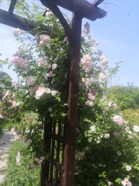 生活依然很美好配图