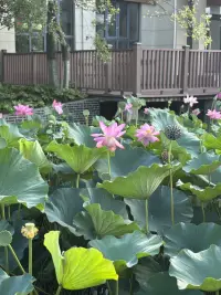 早安配圖