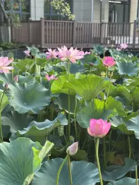 早安配圖