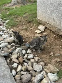 早安配圖