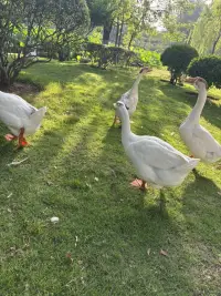 一早收到的??配圖