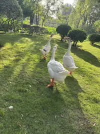 一早收到的??配圖
