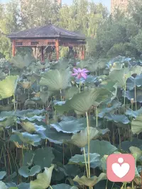 早安，自己配圖