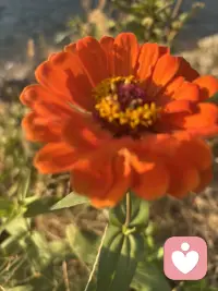 爬山的过程，恰似一场微型的人生隐喻，而我与丈夫截然不同的选择，藏着心理学中关于 “完美” 的两种认知密码。当我在半山腰的树荫下驻足，望着云雾在山谷间流转，听着林间虫鸣与风声交织，疲惫感早已被眼前的景致消解 —— 这一刻，我忽然懂得，心理学中的 “完美体验” 从来不是单一维度的终点抵达，而是对过程中每一个当下的全然接纳。
真正的心理成熟，或许正是跳出非此即彼的认知陷阱，理解完美的多元性。就像山路上的每一步，无论是向上攀登还是驻足欣赏，都是人生体验的重要组成部分。当我们不再将完美等同于 “抵达”，而是学会在每一个当下与自己和解，接纳过程中的所有状态 —— 疲惫与轻松、前进与停留、壮阔与细微，便会发现，心理学中的 “完美” 从来不是一个固定的点，而是一条流动的河，它藏在每一次呼吸里，每一次凝望中，藏在我们愿意接纳一切的柔软心底。
人生如登山，不必人人都挤向山顶的赛道。允许自己在半山腰停留，允许他人向着顶点奔赴，更允许完美以不同的姿态呈现 —— 这不仅是对他人的包容，更是对自己的温柔。毕竟，心理学最终追求的，从来不是无所缺憾的人生，而是接纳缺憾、享受过程的心理自由。