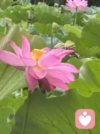 清晨漫步，撞见一池荷花悄然盛放。目光流连间，忽然读懂了一份生活的道理。
有的花苞紧紧收拢，静静酝酿，是欲语还休的温柔；有的花瓣全然舒展，亭亭而立，是自在洒脱的明艳；还有的被清风拂过，身姿微微歪斜，添了几分随性悠然。原来花从没有统一的“完美模样”，每一种姿态，都有独属于自己的美。
人亦如荷。我们总容易被外界的标准束缚，勉强自己活成别人期待的样子。可人生最动人的风景，从来不是模仿他人，而是全然绽放本真的自我。顺境时从容舒展，低谷时安然自处，哪怕生活有风雨、身姿有倾斜，也不必懊恼。
接纳全部的自己，顺着本心去生活，便是这一生最好的姿态。