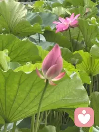 清晨漫步，撞见一池荷花悄然盛放。目光流连间，忽然读懂了一份生活的道理。
有的花苞紧紧收拢，静静酝酿，是欲语还休的温柔；有的花瓣全然舒展，亭亭而立，是自在洒脱的明艳；还有的被清风拂过，身姿微微歪斜，添了几分随性悠然。原来花从没有统一的“完美模样”，每一种姿态，都有独属于自己的美。
人亦如荷。我们总容易被外界的标准束缚，勉强自己活成别人期待的样子。可人生最动人的风景，从来不是模仿他人，而是全然绽放本真的自我。顺境时从容舒展，低谷时安然自处，哪怕生活有风雨、身姿有倾斜，也不必懊恼。
接纳全部的自己，顺着本心去生活，便是这一生最好的姿态。