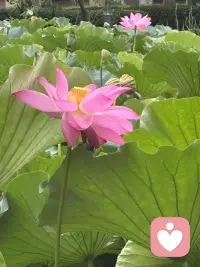 清晨漫步，撞见一池荷花悄然盛放。目光流连间，忽然读懂了一份生活的道理。
有的花苞紧紧收拢，静静酝酿，是欲语还休的温柔；有的花瓣全然舒展，亭亭而立，是自在洒脱的明艳；还有的被清风拂过，身姿微微歪斜，添了几分随性悠然。原来花从没有统一的“完美模样”，每一种姿态，都有独属于自己的美。
人亦如荷。我们总容易被外界的标准束缚，勉强自己活成别人期待的样子。可人生最动人的风景，从来不是模仿他人，而是全然绽放本真的自我。顺境时从容舒展，低谷时安然自处，哪怕生活有风雨、身姿有倾斜，也不必懊恼。
接纳全部的自己，顺着本心去生活，便是这一生最好的姿态。