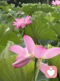 清晨漫步，撞见一池荷花悄然盛放。目光流连间，忽然读懂了一份生活的道理。
有的花苞紧紧收拢，静静酝酿，是欲语还休的温柔；有的花瓣全然舒展，亭亭而立，是自在洒脱的明艳；还有的被清风拂过，身姿微微歪斜，添了几分随性悠然。原来花从没有统一的“完美模样”，每一种姿态，都有独属于自己的美。
人亦如荷。我们总容易被外界的标准束缚，勉强自己活成别人期待的样子。可人生最动人的风景，从来不是模仿他人，而是全然绽放本真的自我。顺境时从容舒展，低谷时安然自处，哪怕生活有风雨、身姿有倾斜，也不必懊恼。
接纳全部的自己，顺着本心去生活，便是这一生最好的姿态。