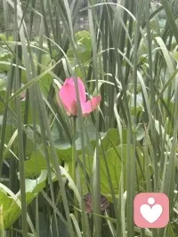 清晨漫步，撞见一池荷花悄然盛放。目光流连间，忽然读懂了一份生活的道理。
有的花苞紧紧收拢，静静酝酿，是欲语还休的温柔；有的花瓣全然舒展，亭亭而立，是自在洒脱的明艳；还有的被清风拂过，身姿微微歪斜，添了几分随性悠然。原来花从没有统一的“完美模样”，每一种姿态，都有独属于自己的美。
人亦如荷。我们总容易被外界的标准束缚，勉强自己活成别人期待的样子。可人生最动人的风景，从来不是模仿他人，而是全然绽放本真的自我。顺境时从容舒展，低谷时安然自处，哪怕生活有风雨、身姿有倾斜，也不必懊恼。
接纳全部的自己，顺着本心去生活，便是这一生最好的姿态。