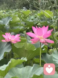 清晨漫步，撞见一池荷花悄然盛放。目光流连间，忽然读懂了一份生活的道理。
有的花苞紧紧收拢，静静酝酿，是欲语还休的温柔；有的花瓣全然舒展，亭亭而立，是自在洒脱的明艳；还有的被清风拂过，身姿微微歪斜，添了几分随性悠然。原来花从没有统一的“完美模样”，每一种姿态，都有独属于自己的美。
人亦如荷。我们总容易被外界的标准束缚，勉强自己活成别人期待的样子。可人生最动人的风景，从来不是模仿他人，而是全然绽放本真的自我。顺境时从容舒展，低谷时安然自处，哪怕生活有风雨、身姿有倾斜，也不必懊恼。
接纳全部的自己，顺着本心去生活，便是这一生最好的姿态。