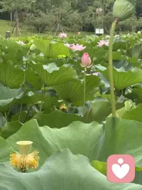 清晨漫步，撞见一池荷花悄然盛放。目光流连间，忽然读懂了一份生活的道理。
有的花苞紧紧收拢，静静酝酿，是欲语还休的温柔；有的花瓣全然舒展，亭亭而立，是自在洒脱的明艳；还有的被清风拂过，身姿微微歪斜，添了几分随性悠然。原来花从没有统一的“完美模样”，每一种姿态，都有独属于自己的美。
人亦如荷。我们总容易被外界的标准束缚，勉强自己活成别人期待的样子。可人生最动人的风景，从来不是模仿他人，而是全然绽放本真的自我。顺境时从容舒展，低谷时安然自处，哪怕生活有风雨、身姿有倾斜，也不必懊恼。
接纳全部的自己，顺着本心去生活，便是这一生最好的姿态。