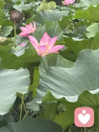 清晨漫步，撞见一池荷花悄然盛放。目光流连间，忽然读懂了一份生活的道理。
有的花苞紧紧收拢，静静酝酿，是欲语还休的温柔；有的花瓣全然舒展，亭亭而立，是自在洒脱的明艳；还有的被清风拂过，身姿微微歪斜，添了几分随性悠然。原来花从没有统一的“完美模样”，每一种姿态，都有独属于自己的美。
人亦如荷。我们总容易被外界的标准束缚，勉强自己活成别人期待的样子。可人生最动人的风景，从来不是模仿他人，而是全然绽放本真的自我。顺境时从容舒展，低谷时安然自处，哪怕生活有风雨、身姿有倾斜，也不必懊恼。
接纳全部的自己，顺着本心去生活，便是这一生最好的姿态。