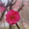 悟美心
