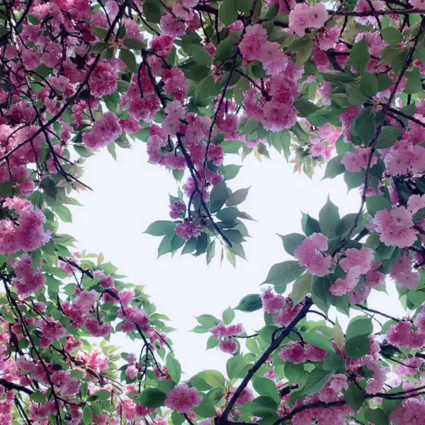 梧桐聽語