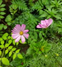 雨后的清新，
是不是有一點(diǎn)小美好？配圖