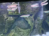 非暴力溝通的四種能力

1、觀察和陳述事實（即表達看到的和所見的事實陳述，不添油加醋，不添加自己的其他想法）
2、表達感受（即表達看到事實之后的內心感受，比如：傷心了，難過了，開心了，高興了的內心感受詞語）
3、表達自己的需求（即看到事實之后我內心所需要的是什么，不要用有情緒的言論，只表達內心所想要的）
4、提出具體的請求（即事情發生之后觀察到的表現，如果不是自己所感受到的，提出你想要對方怎么做？不帶有情緒性的表達）配圖