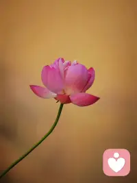 人在被束縛同時，追求暫時的自由，只有暫時的自由才讓人有愉悅感。配圖