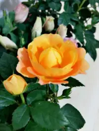 黃玫瑰花開(kāi)了，相愛(ài)的人卻相隔千萬(wàn)里……配圖