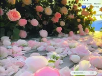 塵埃讓它飛揚，我自做我的陽光配圖