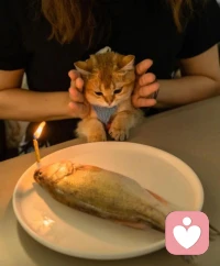 心理學家研究證明，“愛的語言”只有五種，你需要找到的，是你的最主要愛語。它們分別是：肯定的語言、特別的時間、接受禮物、服務的行動、身體的接觸。配圖