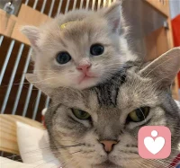 很喜歡宮崎駿說的這句話：見面的意義，是為了宣泄不見面時積壓在心里濃濃的愛意。不見面的時候除了好好生活，就是在期待與你的見面。配圖