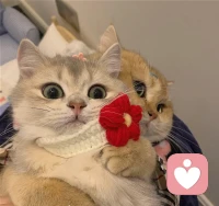 保持新鮮感是一個悖論，因為新鮮感來自于對對方的不了解，而新鮮感退去就意味著更接近真實的對方。男性的DNA喜歡新鮮感，因為男人熱衷于征服和探索；而女人則喜歡保持新鮮感，因為女人熱衷于男人對自己持續的關注和呵護。所以，一段好的親密關系，男人需要克制對新鮮感的渴望，讓女人擁有安全感；女人則要忘記理所當然、保持魅力，讓男人擁有歸屬感，自己也有了安全感。配圖