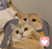 保持新鮮感是一個悖論，因為新鮮感來自于對對方的不了解，而新鮮感退去就意味著更接近真實的對方。男性的DNA喜歡新鮮感，因為男人熱衷于征服和探索；而女人則喜歡保持新鮮感，因為女人熱衷于男人對自己持續的關注和呵護。所以，一段好的親密關系，男人需要克制對新鮮感的渴望，讓女人擁有安全感；女人則要忘記理所當然、保持魅力，讓男人擁有歸屬感，自己也有了安全感。配圖