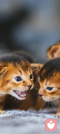 海格力斯效應(yīng)是一種人際互動(dòng)，它是一種人與人之間或群體之間存在的冤冤相報(bào)、致使仇恨越來越深的社會(huì)心理效應(yīng)。在日常交際中，如果我們深陷海格力斯效應(yīng)，就無疑陷入了無休止的煩惱之中，這樣，我們會(huì)錯(cuò)過路邊許多美麗的風(fēng)景，失去真正的快樂，也無法擁有良好的人際關(guān)系。配圖