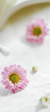 人生短暫，忽然而已
不虛度光陰，便是善待自己配圖