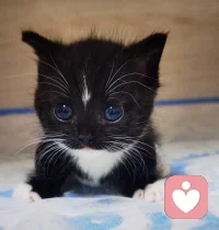 當父母對孩子的行為不滿意的時候會收回他們的愛。孩子們逐漸懂得，他們需要的積極關注是以他們自己的行為為條件的。結果是孩子們學會了拋棄他們自己的真實感情和愿望，而只是接受父母贊許的那一部分自我。他們拒絕自己的弱點和錯誤。最終，孩子變得越來越不了解自己，而且在將來也越來越不可能成為一個心理和諧的人。配圖