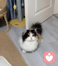 當父母對孩子的行為不滿意的時候會收回他們的愛。孩子們逐漸懂得，他們需要的積極關注是以他們自己的行為為條件的。結果是孩子們學會了拋棄他們自己的真實感情和愿望，而只是接受父母贊許的那一部分自我。他們拒絕自己的弱點和錯誤。最終，孩子變得越來越不了解自己，而且在將來也越來越不可能成為一個心理和諧的人。配圖