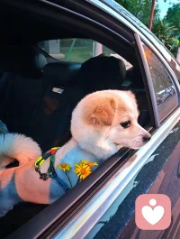 看到一句基礎心理學中的研究結論：
“自圓其說是一種人格的退行。”
意思是，永遠追求自圓其說，其實是一種幼童的狀態，成年人是可以識別錯誤，承認錯誤、接受錯誤跟修正錯誤的。
“我沒有錯”是一種巨嬰狀態。
嗯，有道理呢，過分的自洽也有此危險。配圖