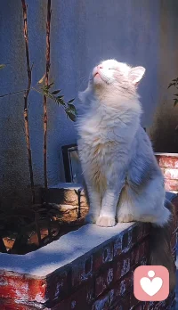 最補充能量的方式，就是什么都不想，什么也不求，什么也不控制。只有對當下的接納，對自我的接納，對世界的接納。當喧囂退去，能量就會恢復。配圖