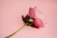 你若心里有光
那便日子滾燙
你若一路向陽
那便總有不期而遇的溫暖
你若努力向前生命便終有歸途
????配圖