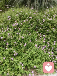 每天坚持早起，或爬山、或快走、或慢跑，满眼鲜活绿意，耳边悦耳鸟鸣。清晨独有的生机，总能抚平内心浮躁，早安。配图