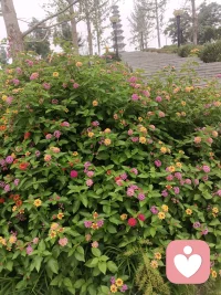 每天坚持早起，或爬山、或快走、或慢跑，满眼鲜活绿意，耳边悦耳鸟鸣。清晨独有的生机，总能抚平内心浮躁，早安。配图