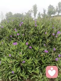 每天坚持早起，或爬山、或快走、或慢跑，满眼鲜活绿意，耳边悦耳鸟鸣。清晨独有的生机，总能抚平内心浮躁，早安。配图